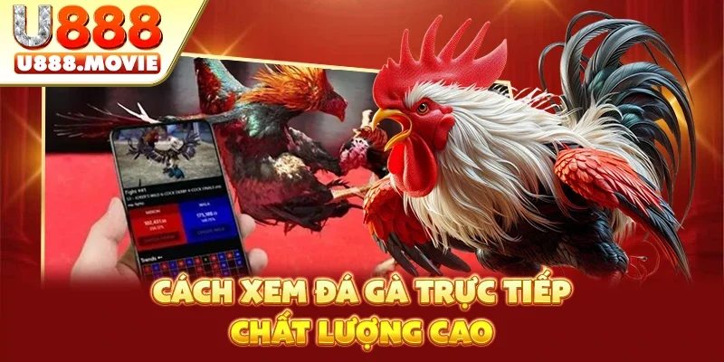 Cách xem đá gà trực tiếp chất lượng cao