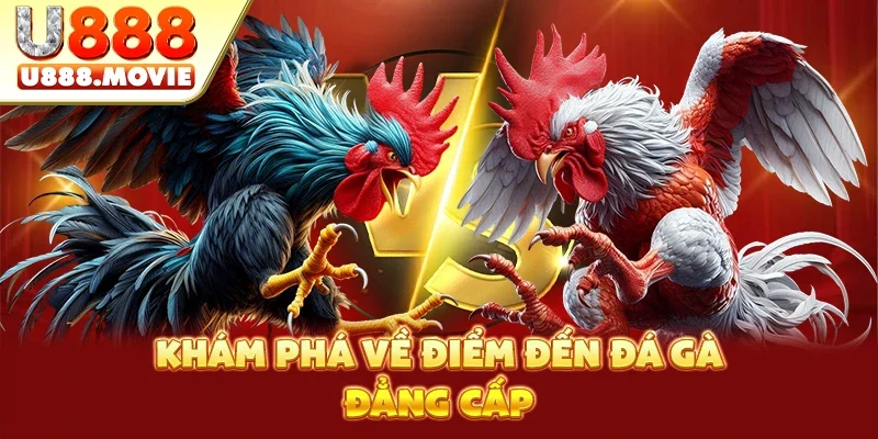 Khám phá về điểm đến đá gà đẳng cấp